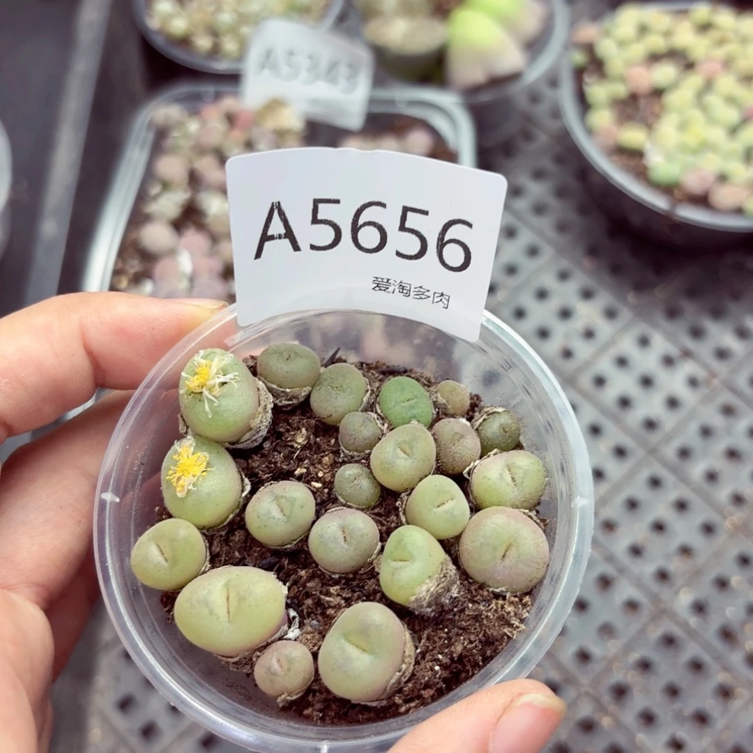 5656—生石花 生石花