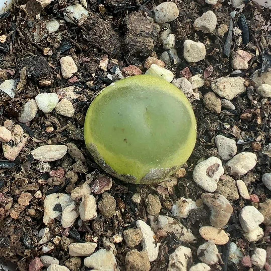 016拉登2606带盆土发货