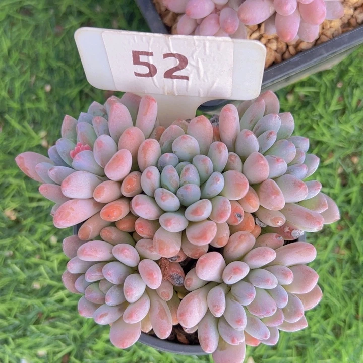 健健康康平平安安