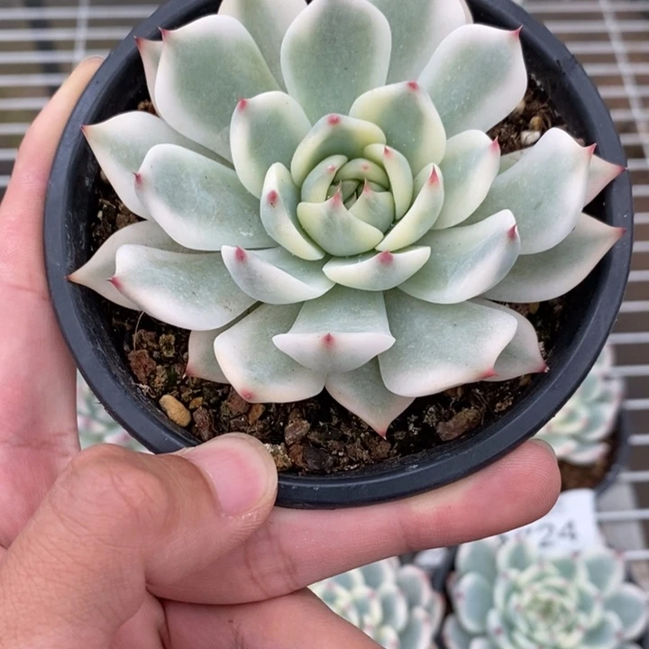 吉娃娃锦多肉植物A725