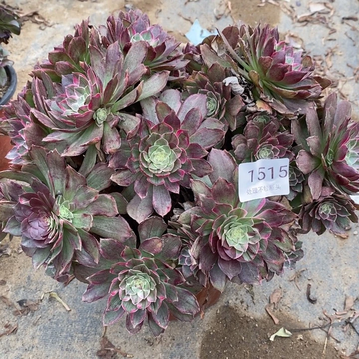 万花筒多肉断头不包1515
