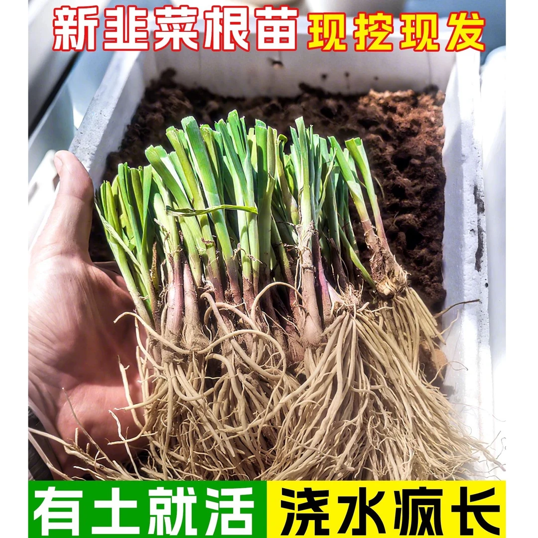 现挖韭菜根苗多年生宽叶紫根韭菜秧苗四季阳台盆栽韭菜苗子蔬菜苗