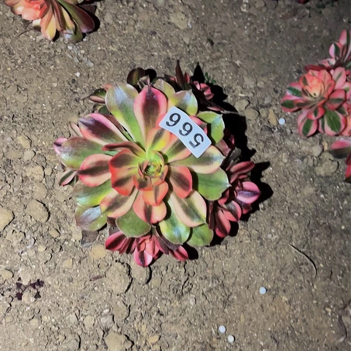 566香妃多肉植物处理不售后量拍