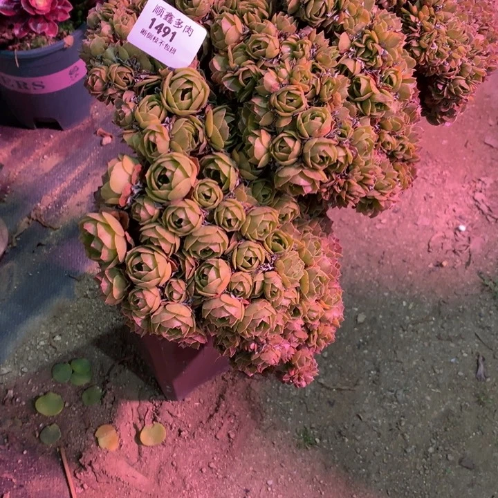 阿*桃1491万缀多肉植物