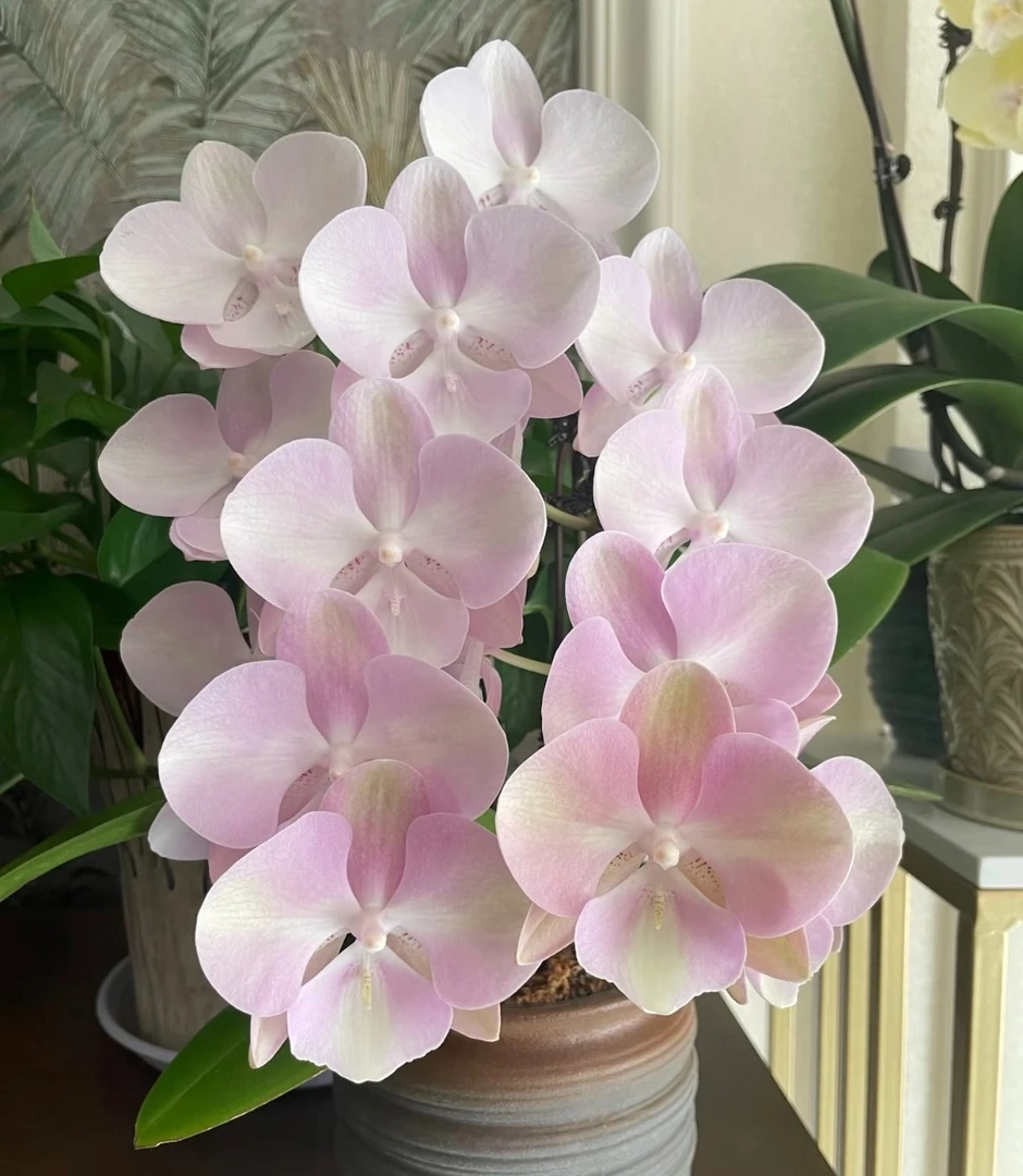 蝴蝶兰【威尼斯】2.8寸杯 双花剑