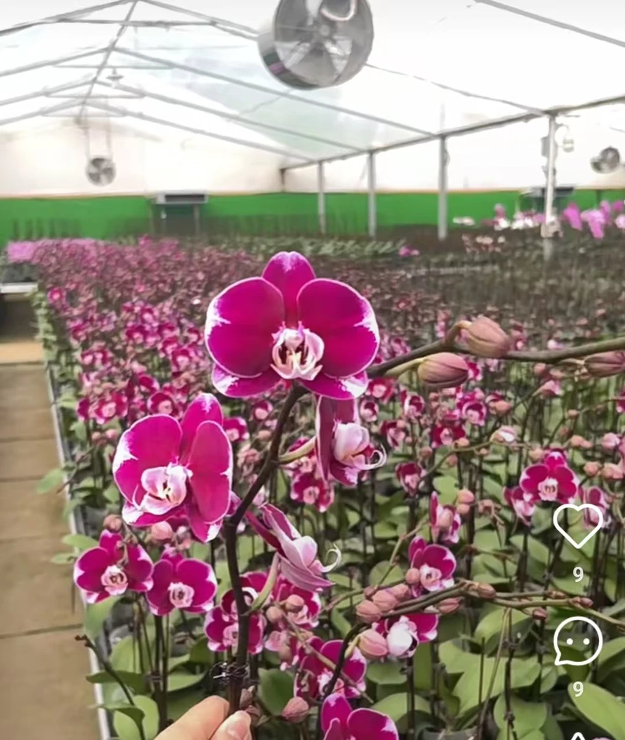 蝴 蝶兰【五星上将3.0杯。】带花剑。没有开花