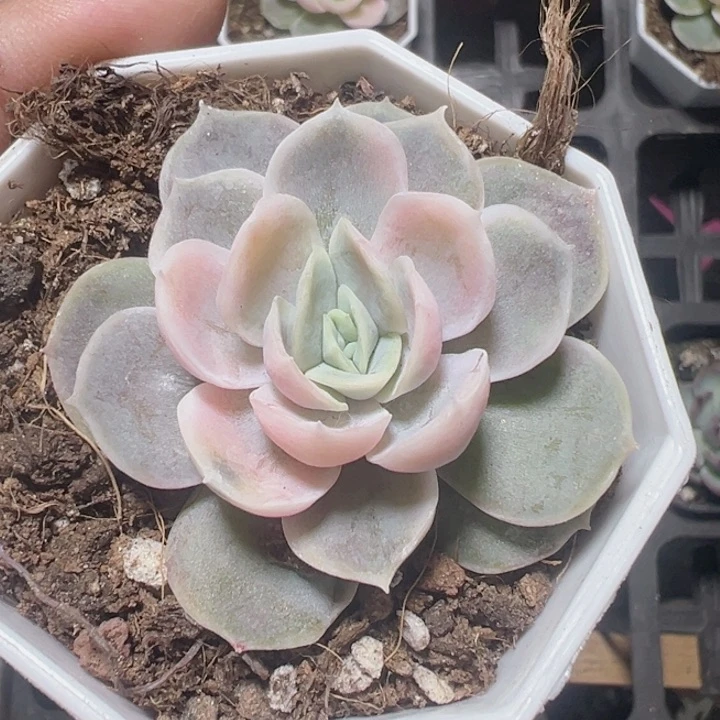 蓝色惊喜精品多肉植物