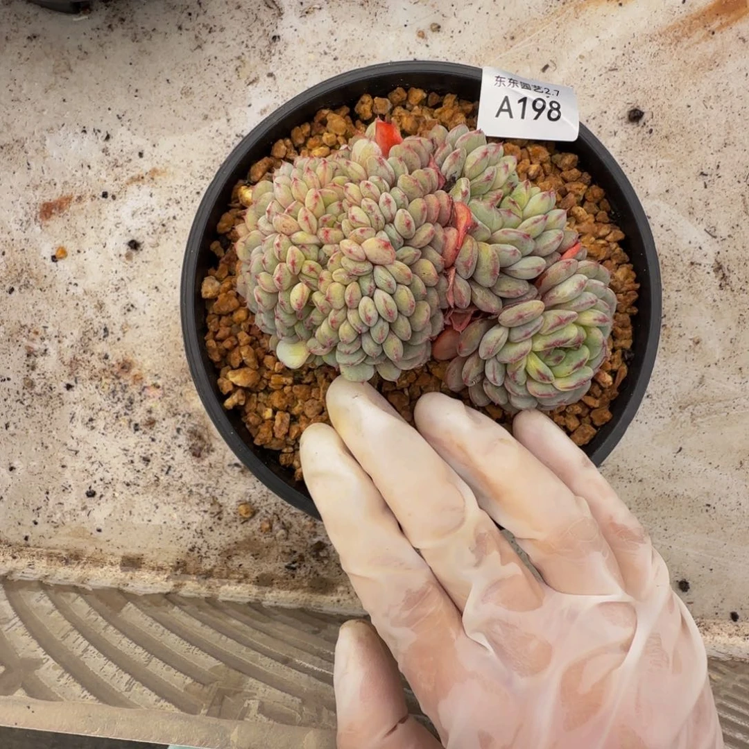 a a a a a a a a a a 198