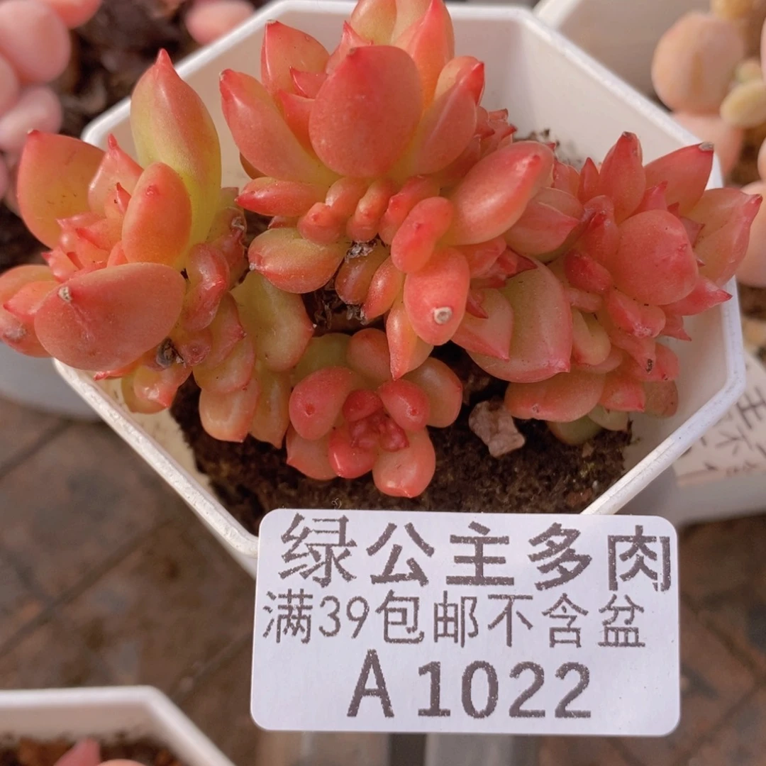 蜡牡丹6cm1022多肉植物
