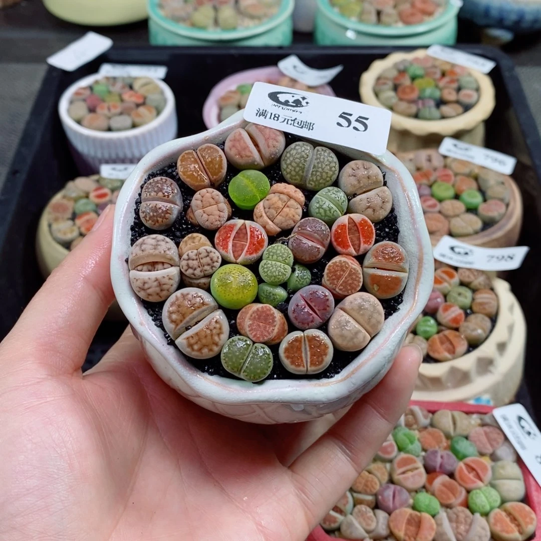 生石花花花花花55