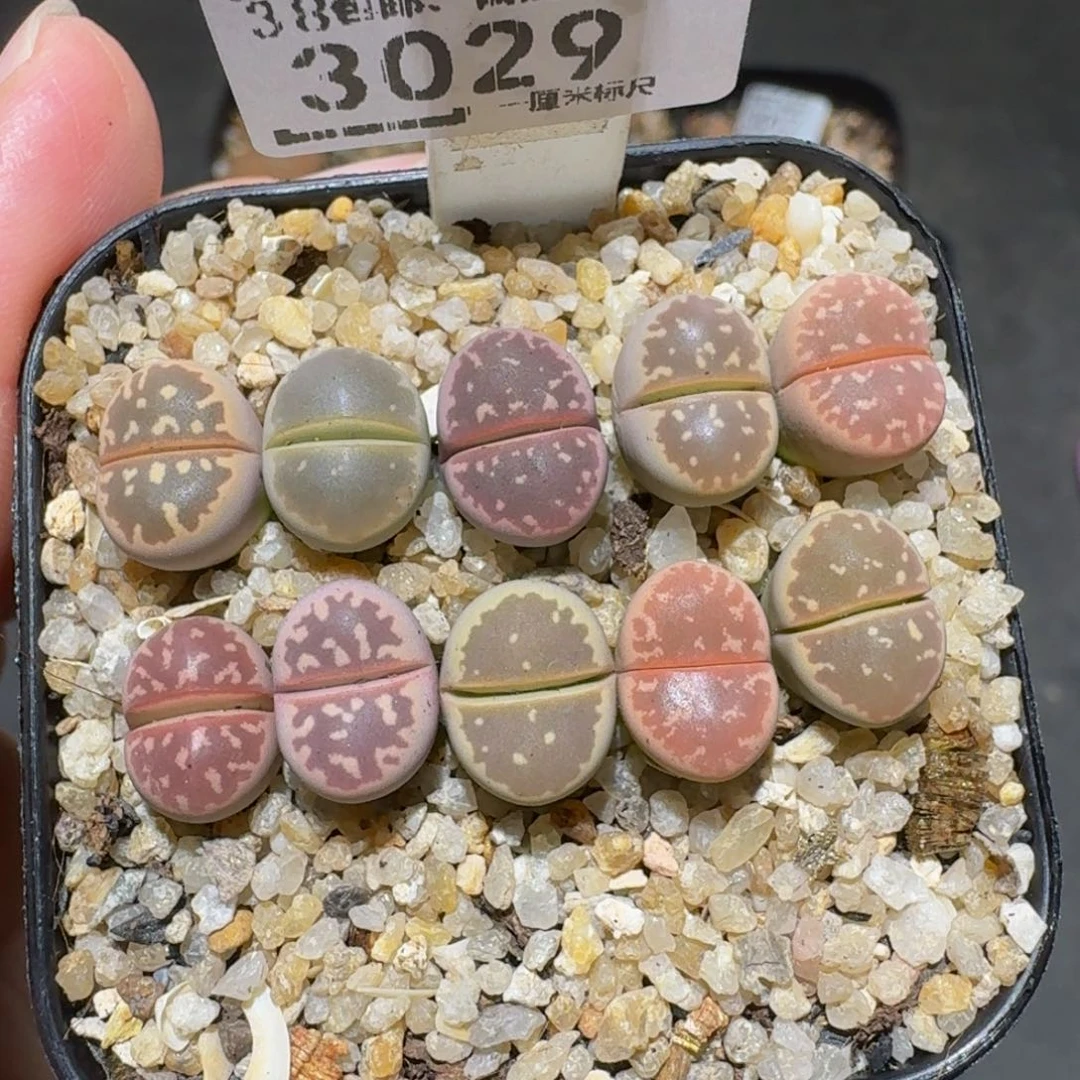 怎么还不开学生石花3029