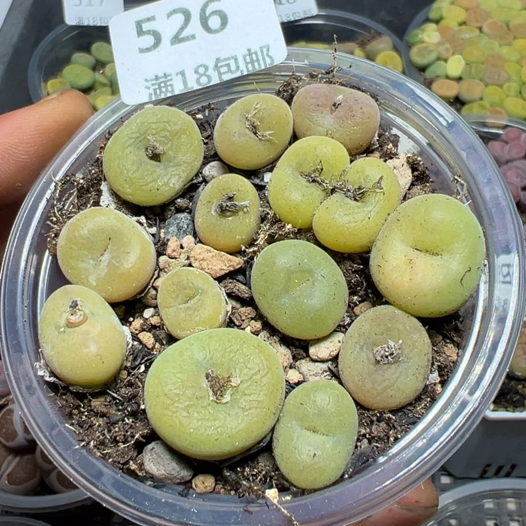 【闪购商品】 526。