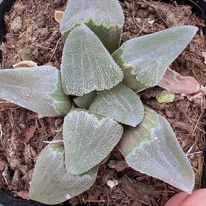 魔面寿19包邮多肉植物