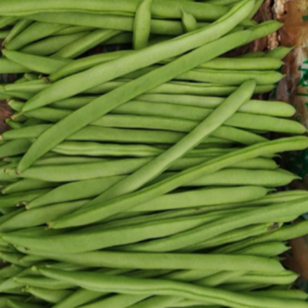 云南高山露天种植四季豆小新鲜脆嫩无筋现摘现发