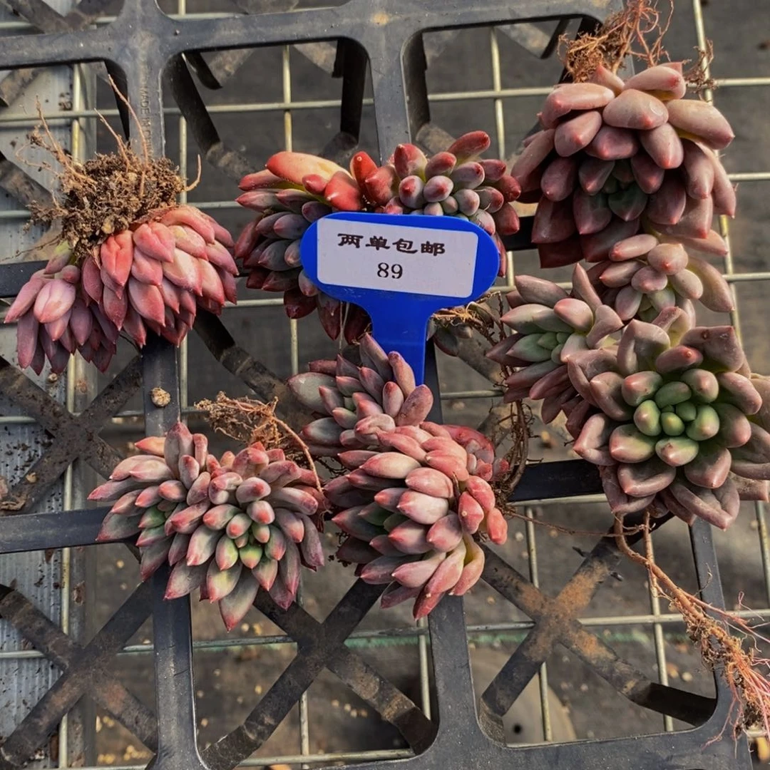 89-福利小虞美人双头两个