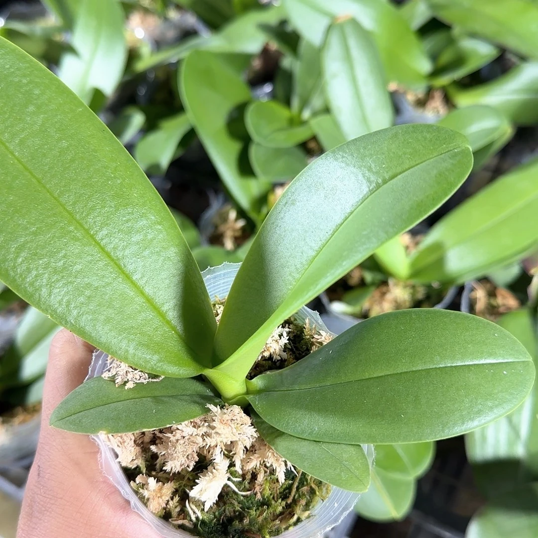 无花朵2.8寸甜柿新苗