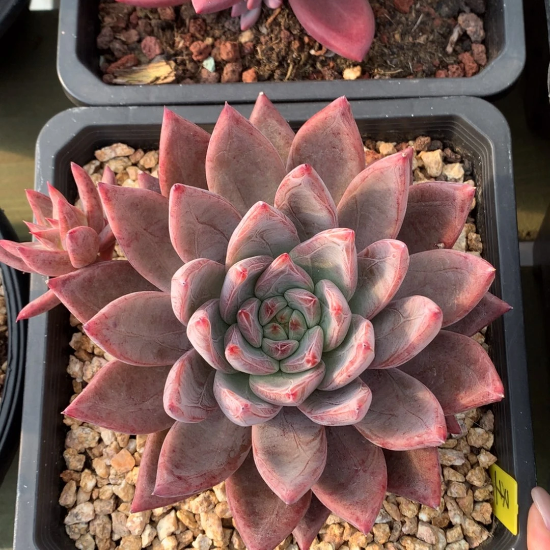 圣徒 单头 一颗