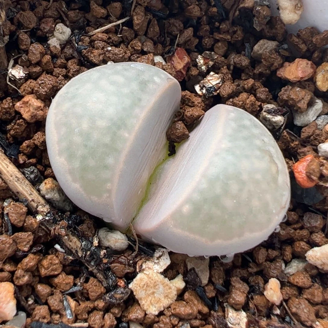 822多肉植物百科