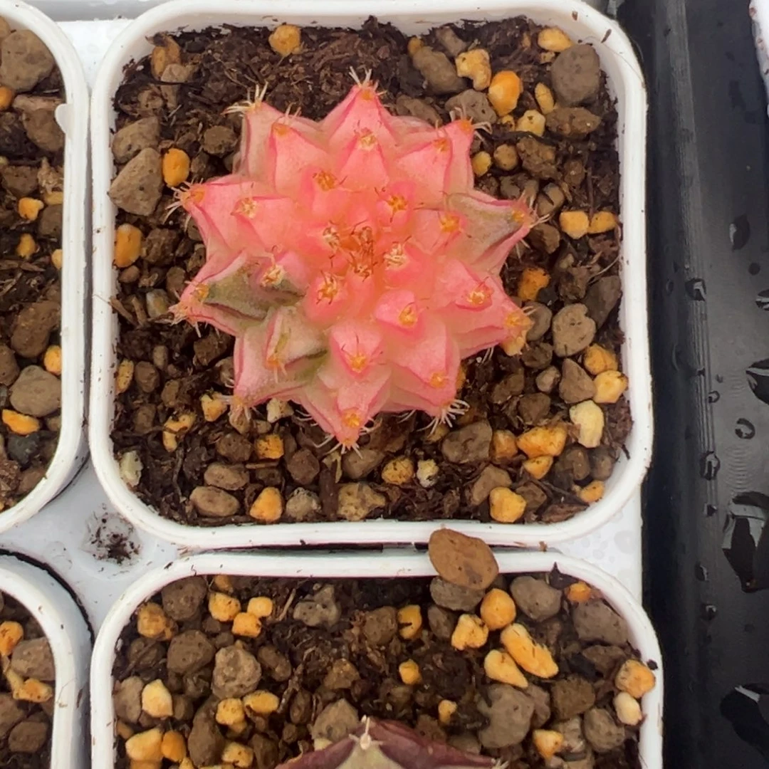 733 好看的米哈冲冲冲泰国实生