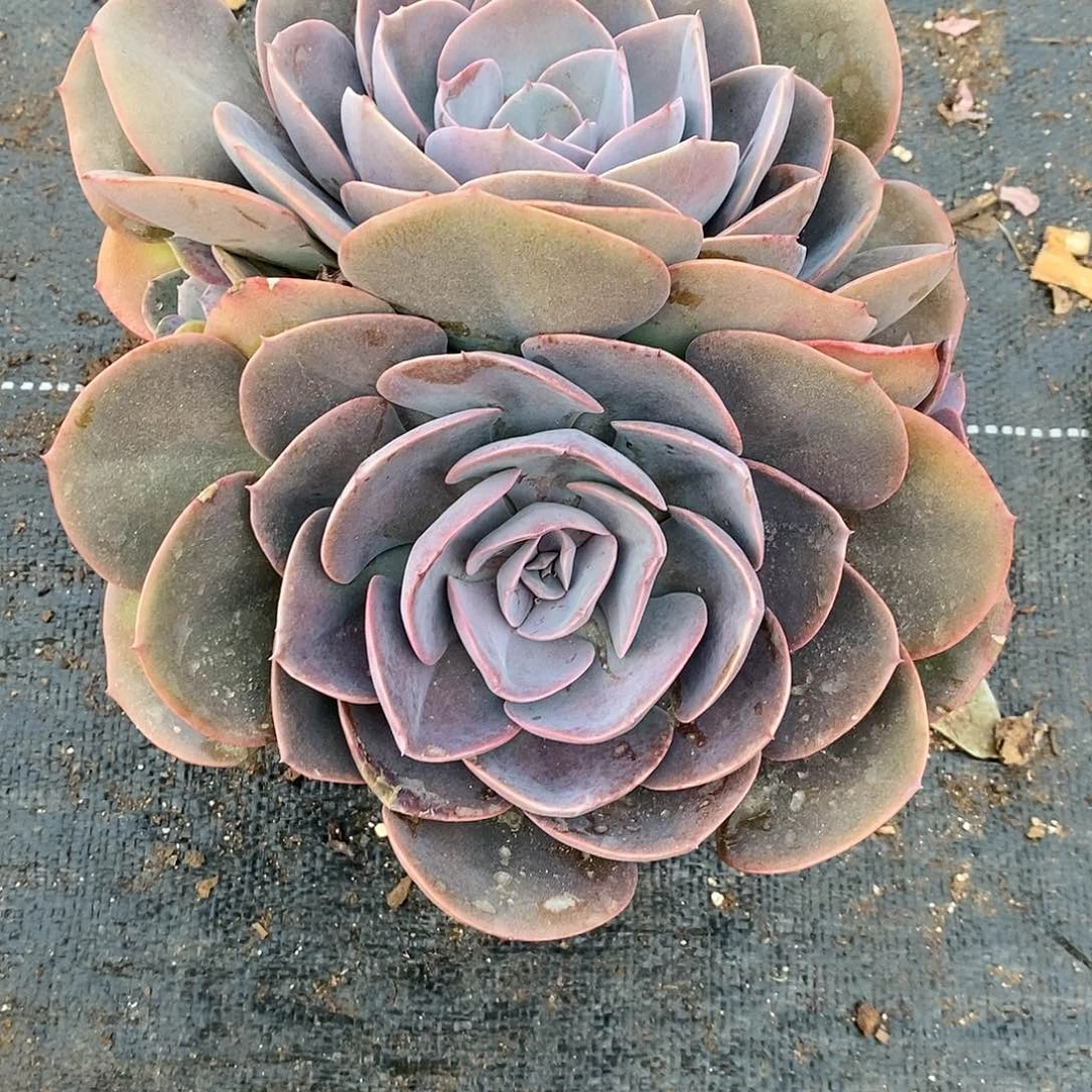 w****美尘埃玫瑰1颗多肉植物