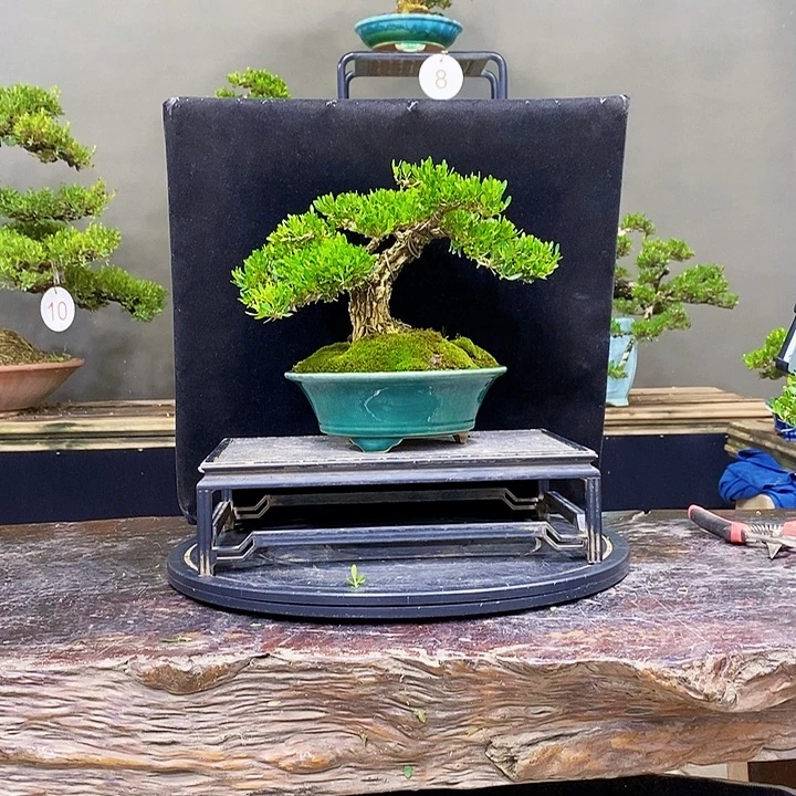 无花朵黄杨盆景四季常青