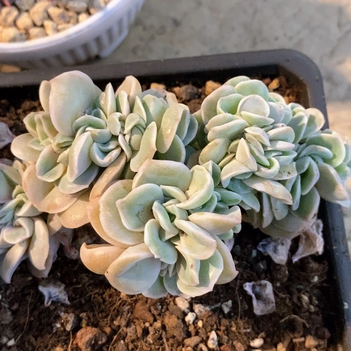 园**匠我是真的很喜欢