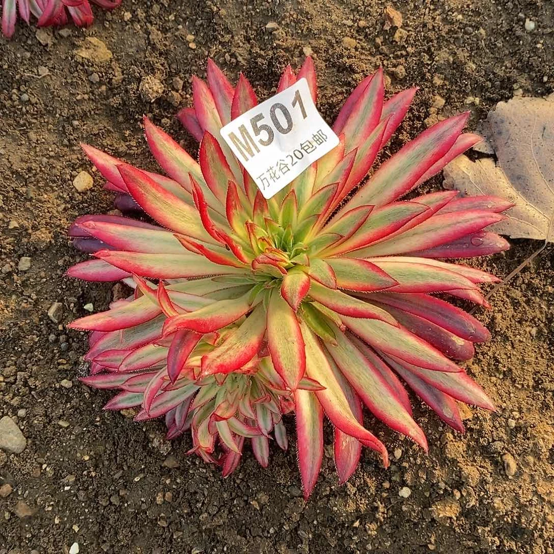 501朱雀多肉植物