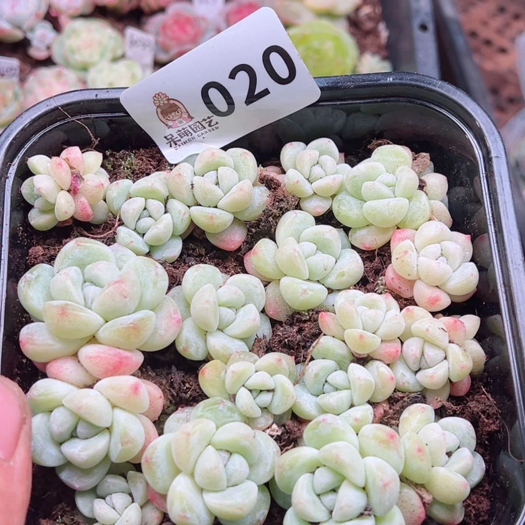 多肉植物多肉植物