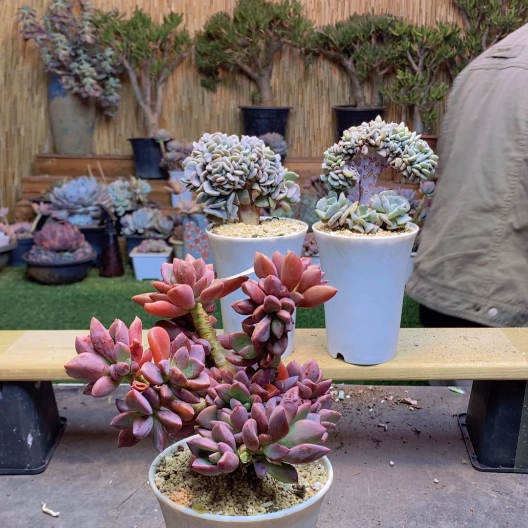 L*璐45号号紫心多肉