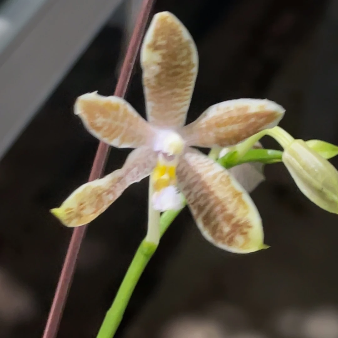 完全开放蓝麻雀-1778