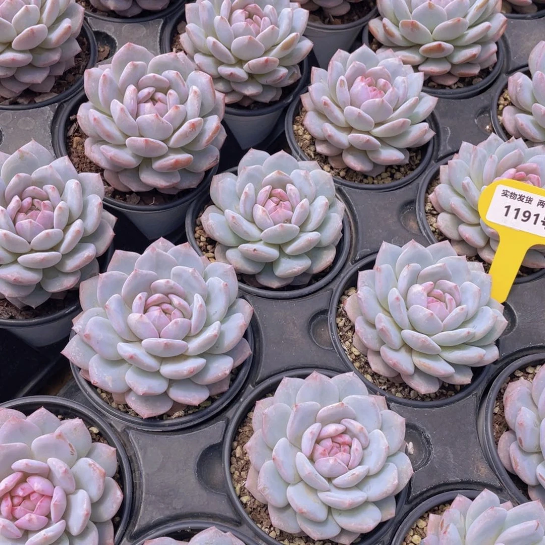 1191号 星星橙大单头一个