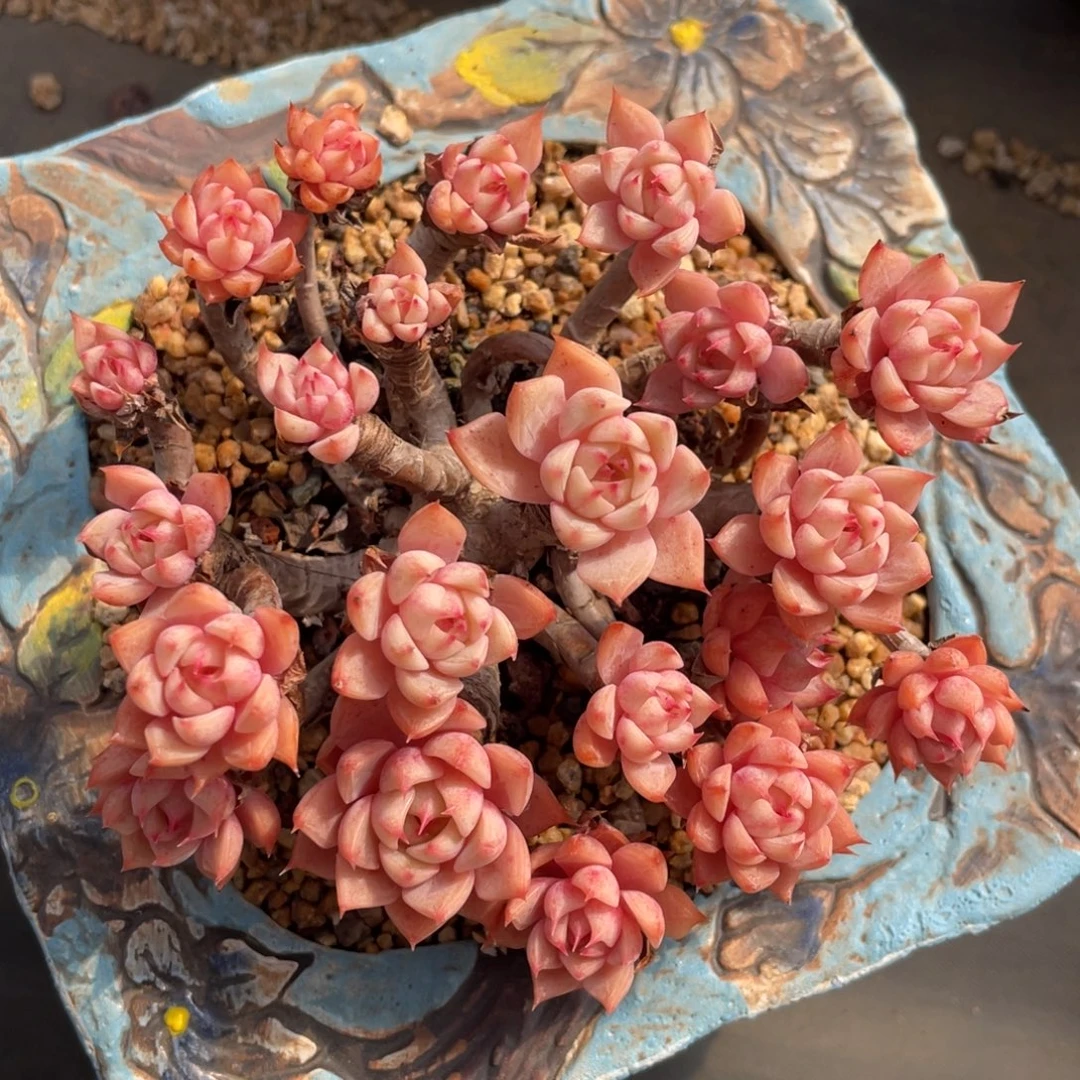 黄金本巴蒂斯老桩