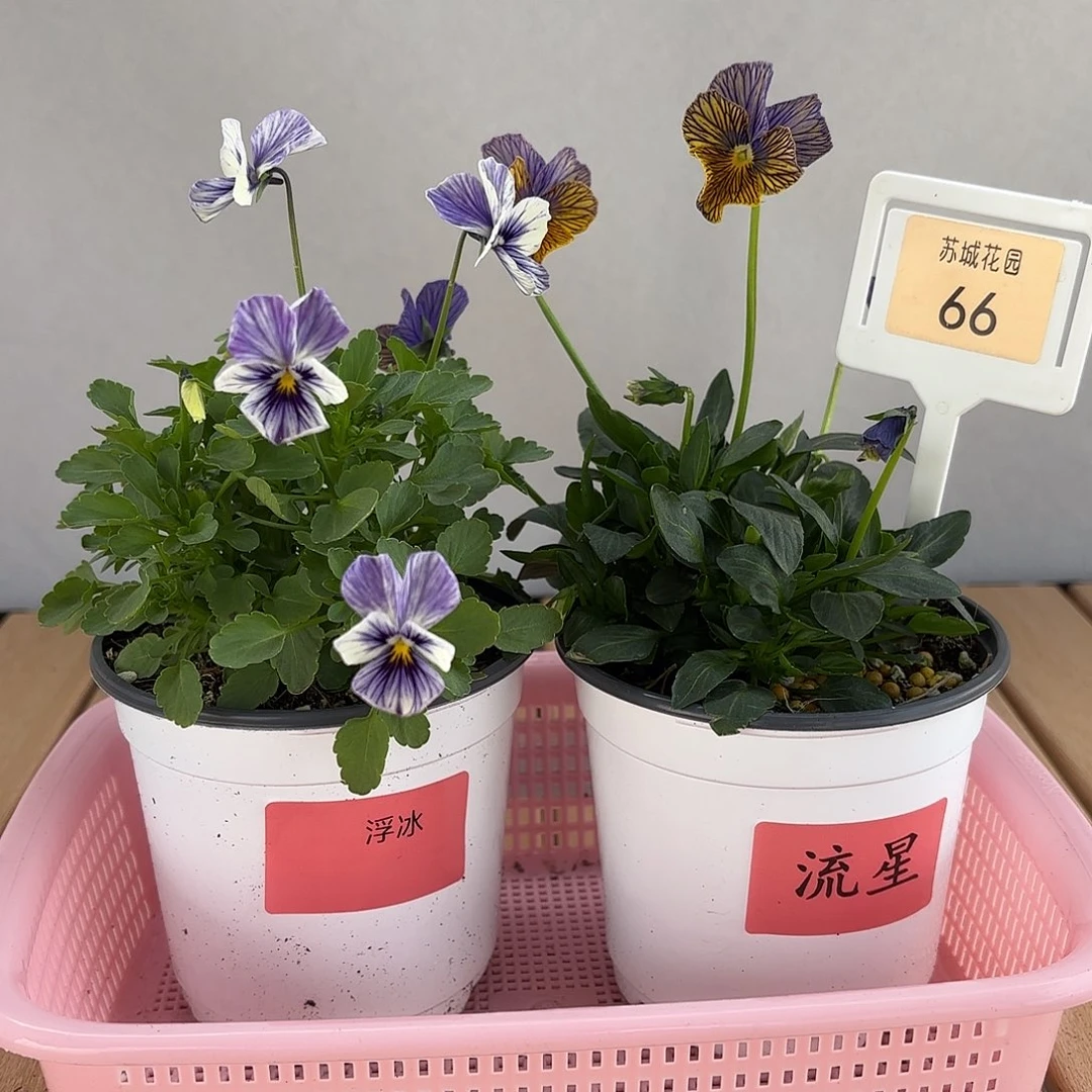 大部分开放少量花苞66