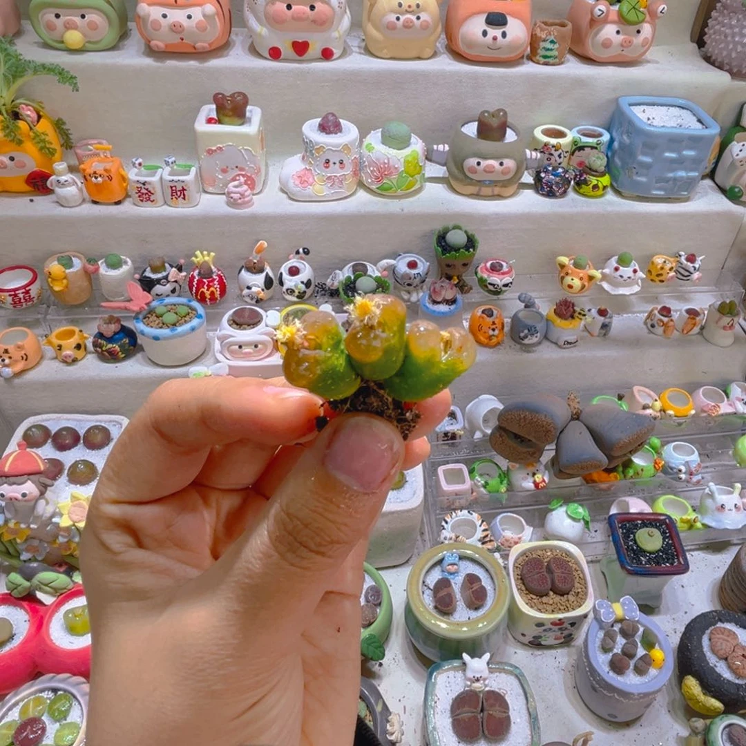 038高端多肉3头毛汉尼18.8一颗