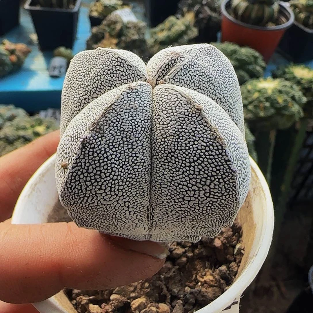 实生恩冢454仙人球开花