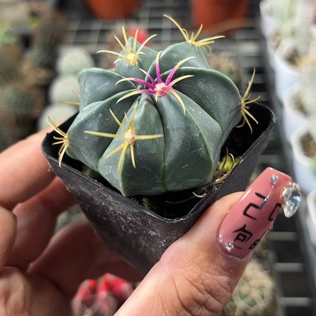 赤诚单头发货单头发货