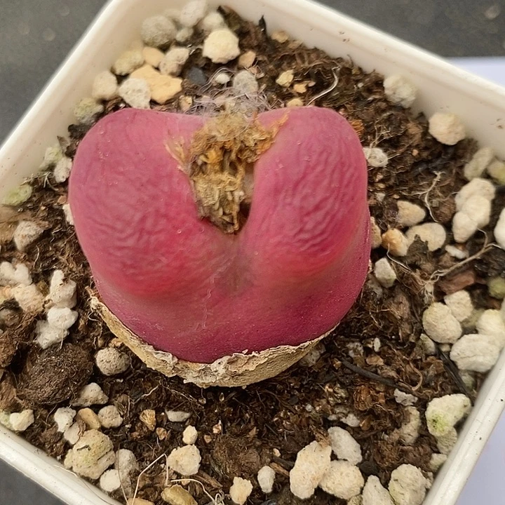 平***视532母本大粉一颗。