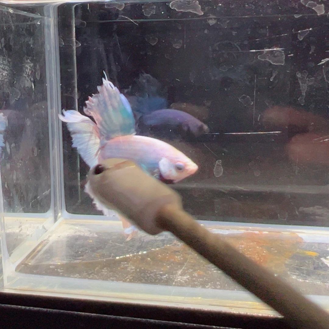 斗鱼浅色特殊尾hhhh