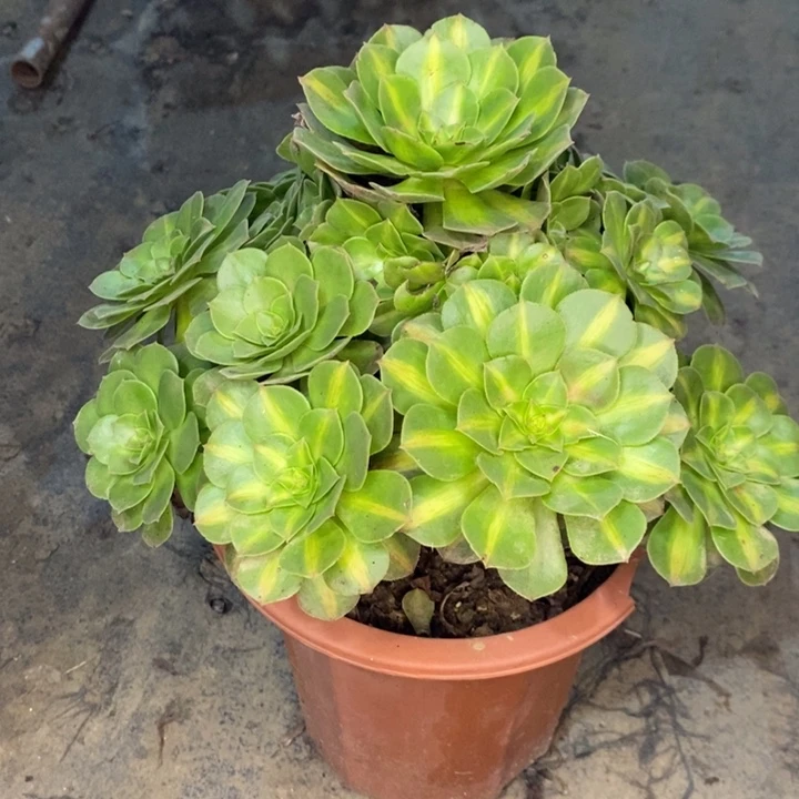 倾城中斑多肉植物041