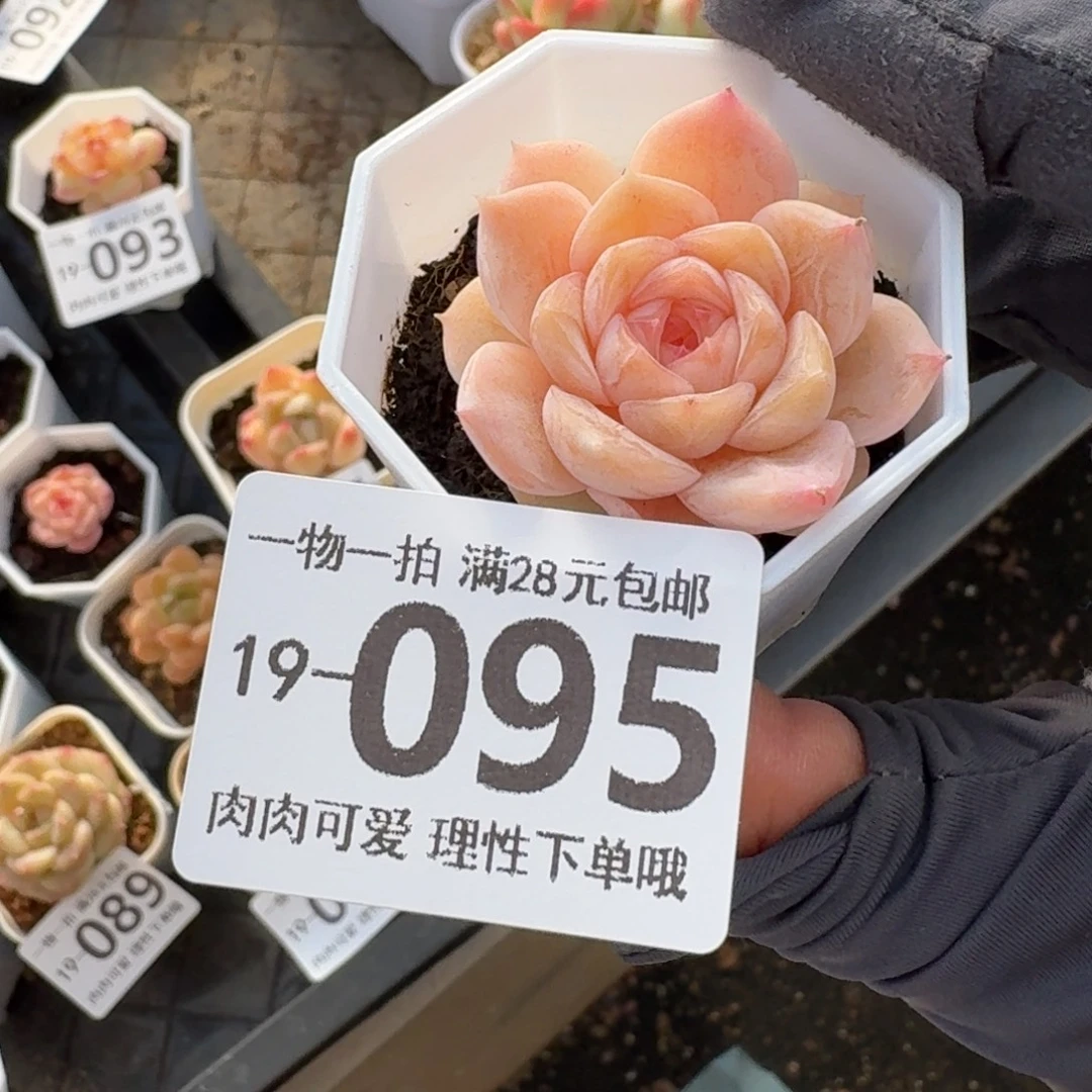 桃夭无盆土发货无