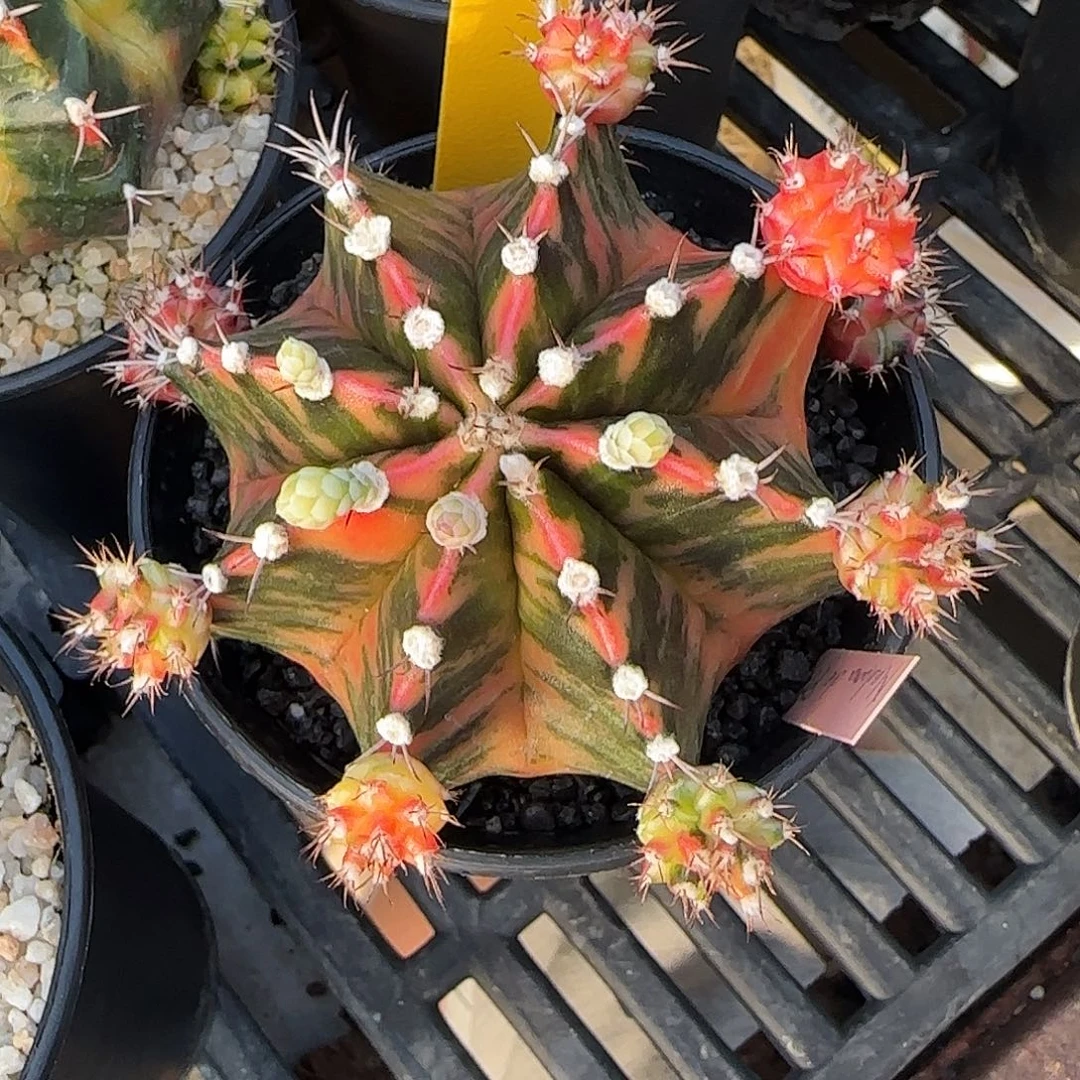 N37-1228泰国米哈蝴蝶夫人