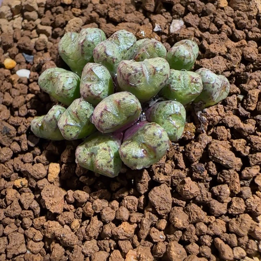 肉锥多肉植物组合-紫色小飞729