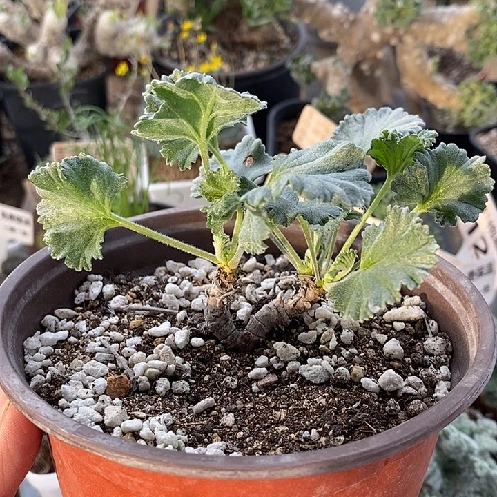 248枝干双头带盆一一