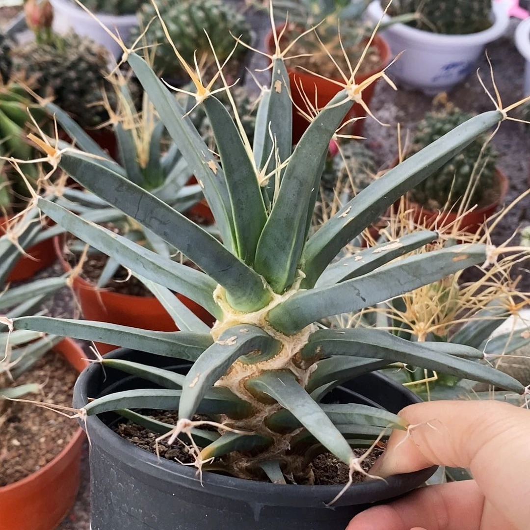 花花草草花花草草