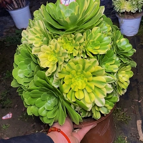 五彩琉璃老桩捧花法师39