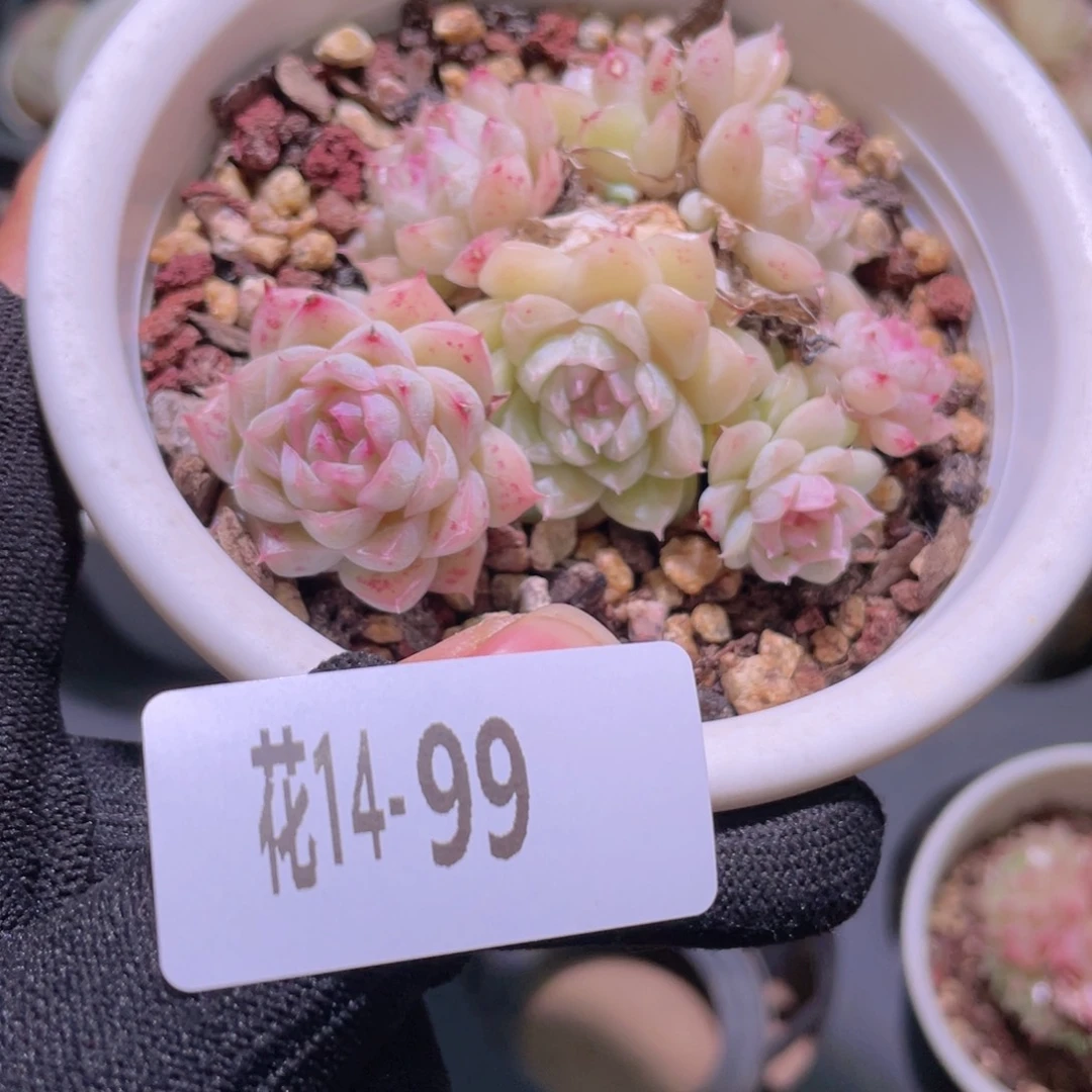米****）花利美14-99麦秆.