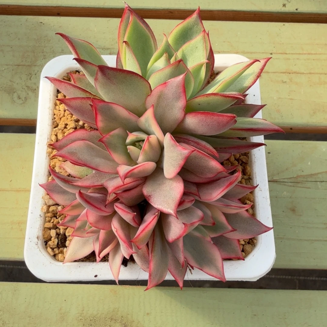 红宝莲灯锦群锦上园艺一物一拍