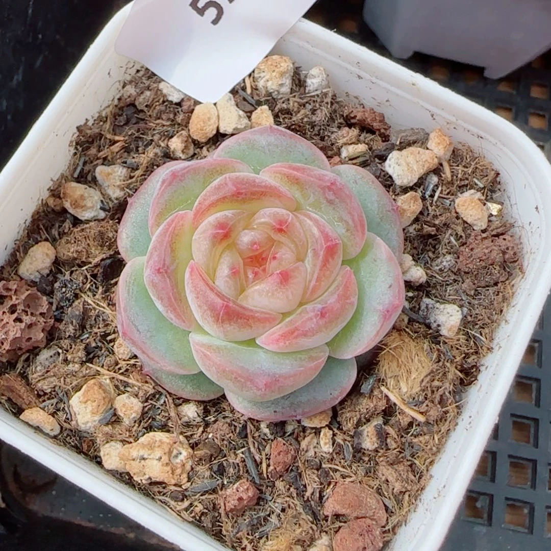 彩虹方糖，5785多肉植物