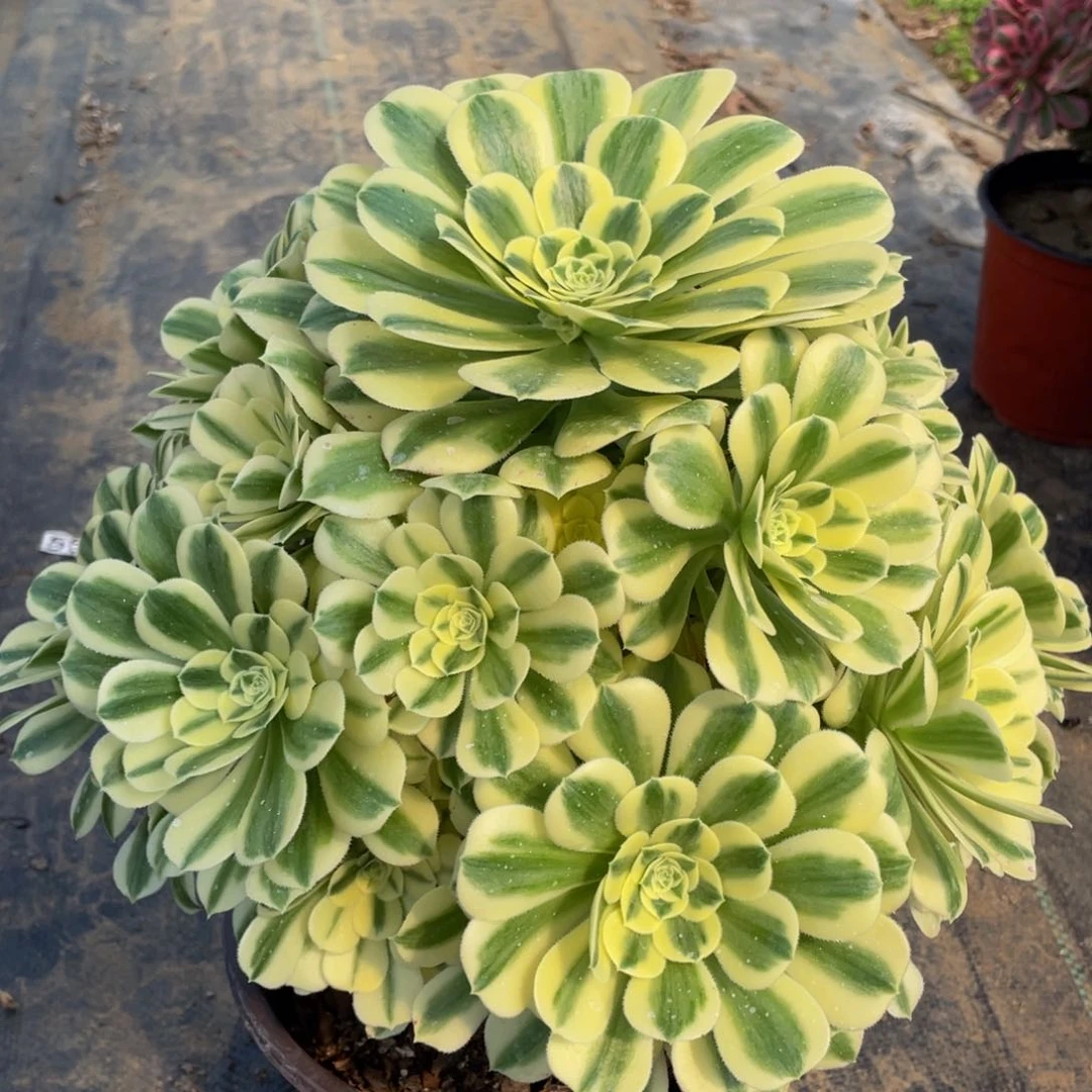 简*833迈巴赫精品法师多肉