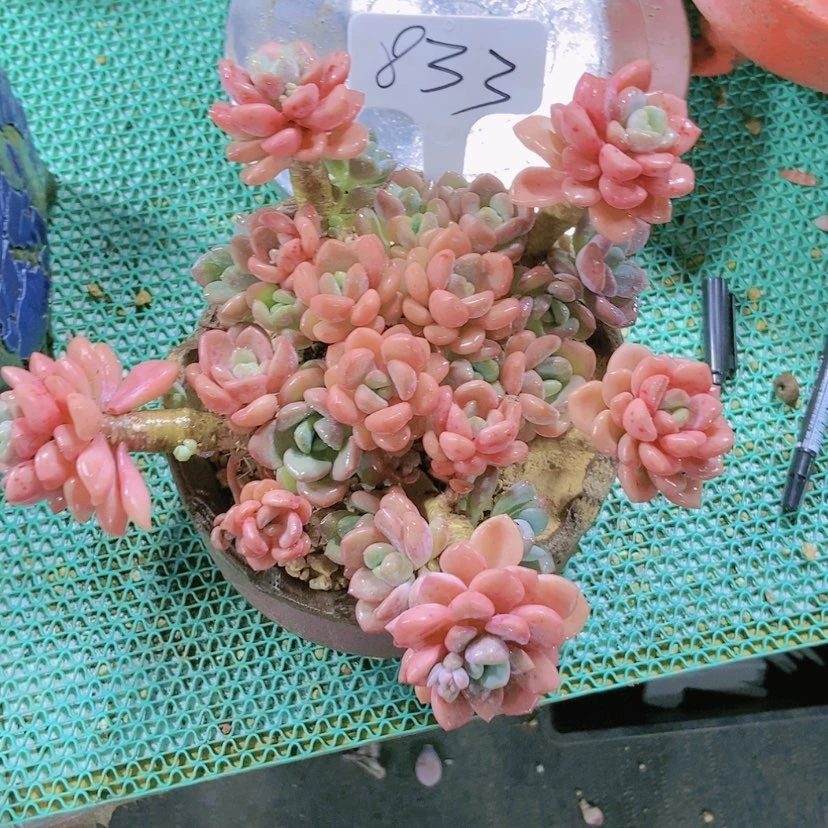 【闪购商品】安*833